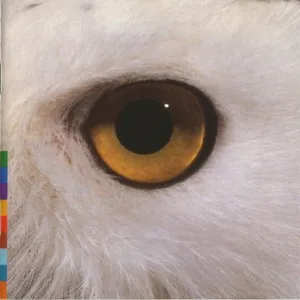 Gula gula : hor stammodrenes stemme